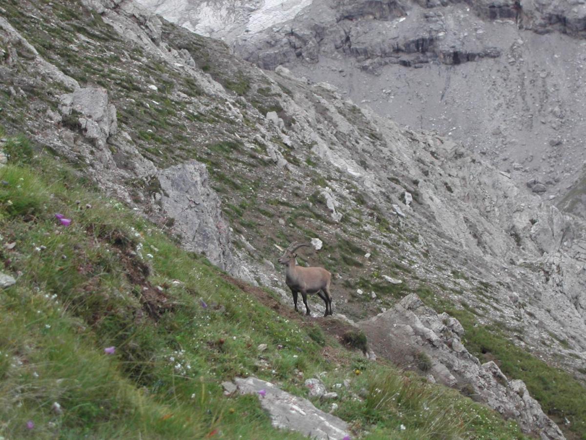 Casa Giulia Lägenhet Bormio Exteriör bild